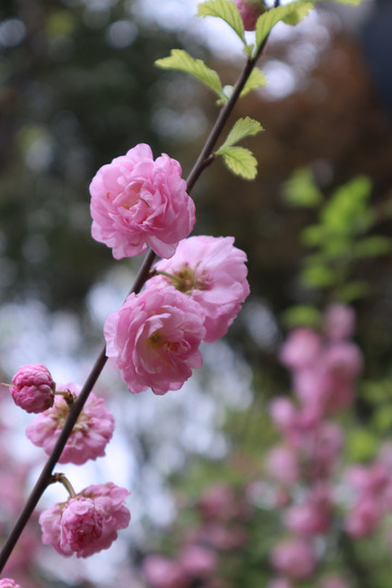 粉色浪漫樱花树