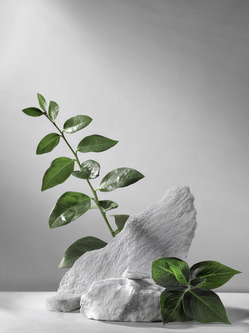 美妆背景展台的枯枝干倚石韵悠情逸1