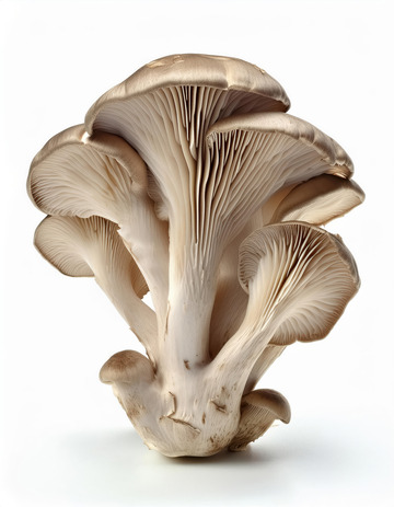 鲜嫩美味菌菇平菇