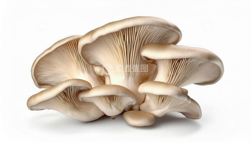 高清大图下载【趣麦麦图】菌香醇厚平菇