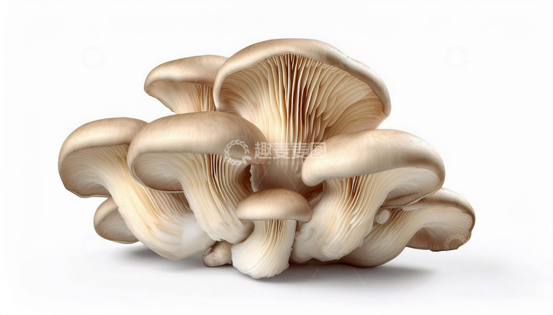 高清大图下载【趣麦麦图】鲜嫩多汁平菇