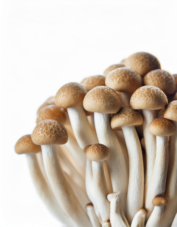 烹饪佳品茶树菇