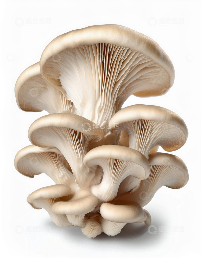 高清大图下载【趣麦麦图】健康营养菌菇平菇