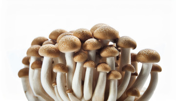 健康营养菌菇茶树菇