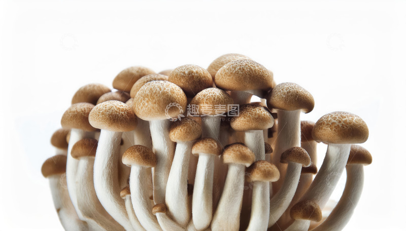 高清大图下载【趣麦麦图】健康营养菌菇茶树菇