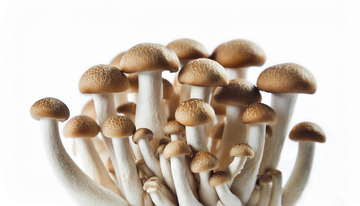 爽口脆嫩茶树菇