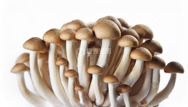 高清大图下载【趣麦麦图】美味茶树菇做法