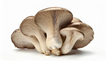 营养丰富的平菇