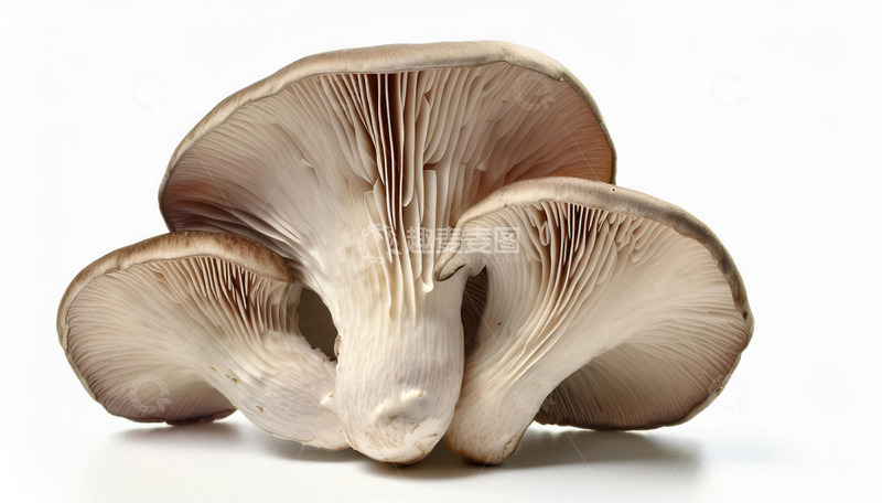 高清大图下载【趣麦麦图】鲜嫩可口平菇