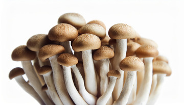 鲜嫩茶树菇食材