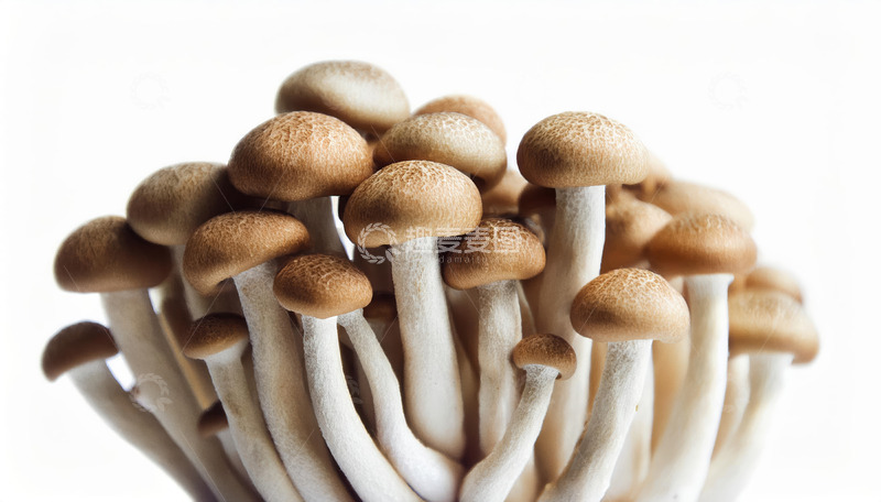 高清大图下载【趣麦麦图】鲜嫩茶树菇食材