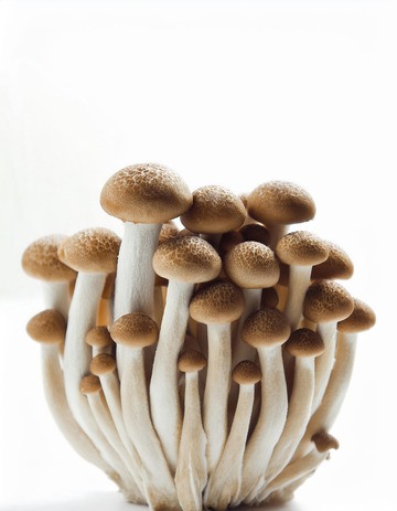 营养健康茶树菇