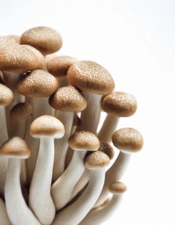 清香美味茶树菇