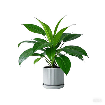 一帆风顺 白掌 红掌绿植盆栽