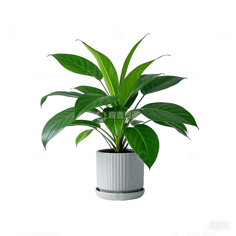 一帆风顺 白掌 红掌绿植盆栽