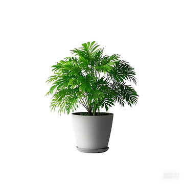 办公绿植桌面盆景