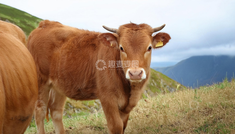 高清大图下载【趣麦麦图】田园风光里的黄牛群