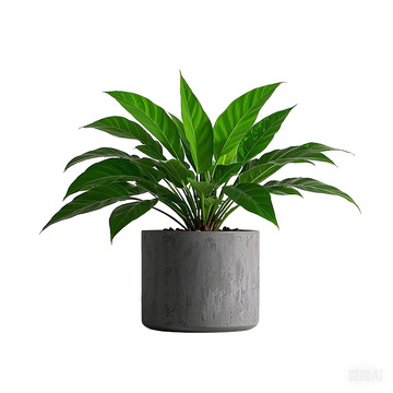 白掌 红掌绿植盆栽一帆风顺 