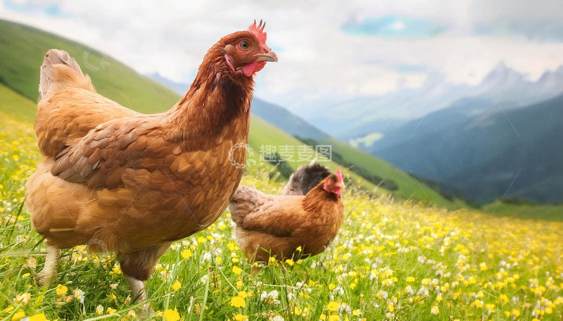 高清大图下载【趣麦麦图】鸡的草地迷人风采