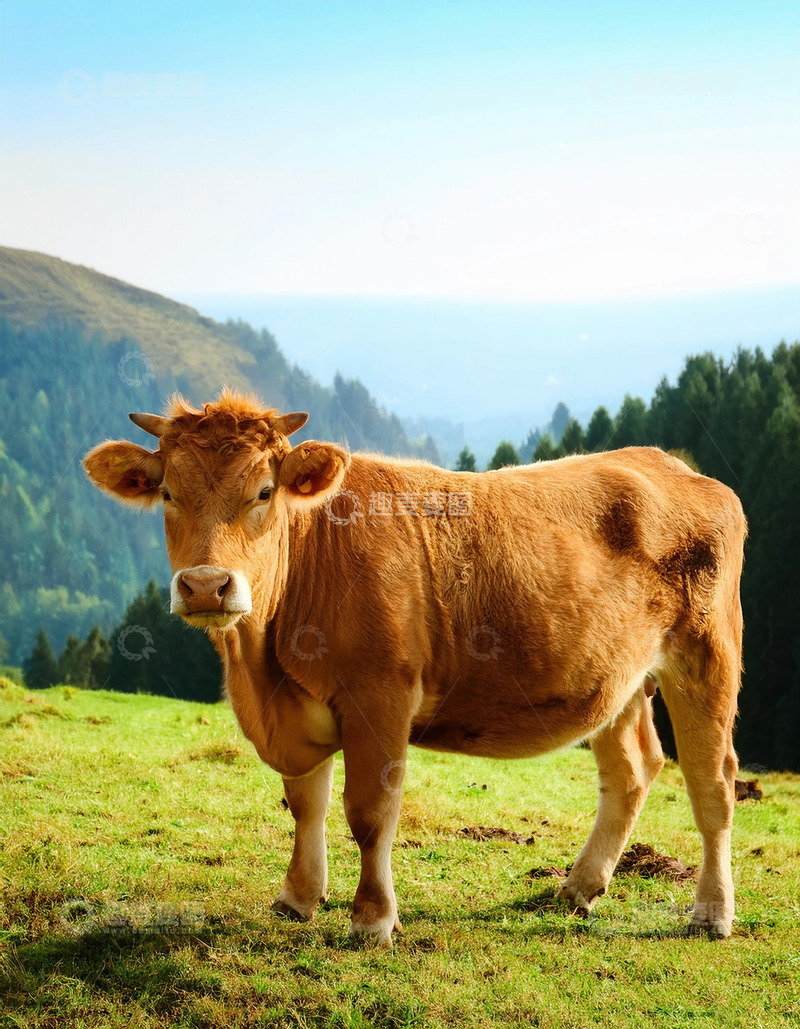 高清大图下载【趣麦麦图】黄牛的草地生活日常