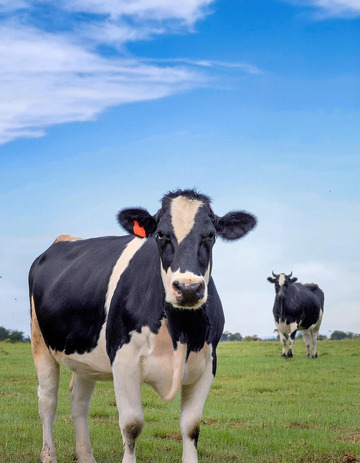 奶牛的草地可爱瞬间