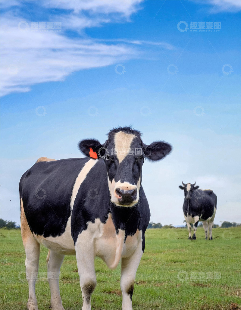 高清大图下载【趣麦麦图】奶牛的草地可爱瞬间