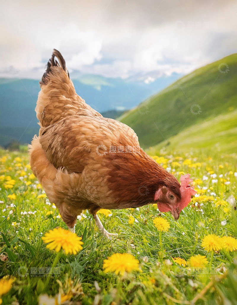高清大图下载【趣麦麦图】鸡的旷野魅力