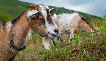 羊在山林间的足迹