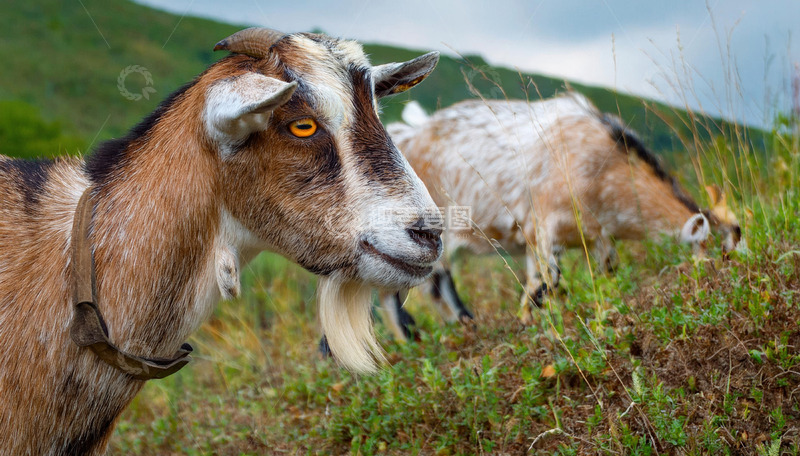 高清大图下载【趣麦麦图】羊在山林间的足迹