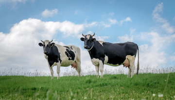 奶牛在草地的悠闲时光