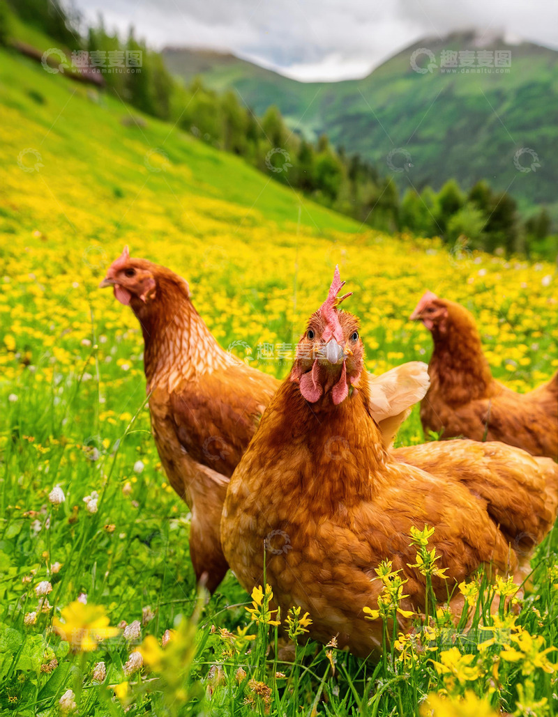 高清大图下载【趣麦麦图】鸡的牧场时光