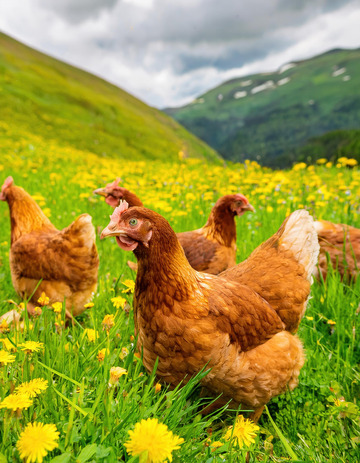 鸡在绿色草原的优雅姿态