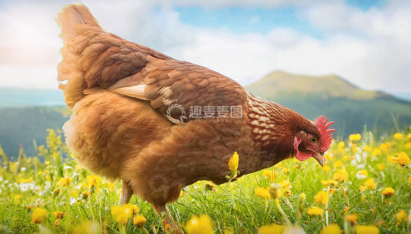 高清大图下载【趣麦麦图】草地花丛中的鸡群百态
