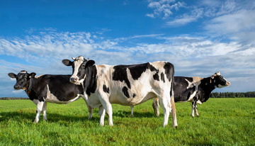 奶牛的草地惬意时刻