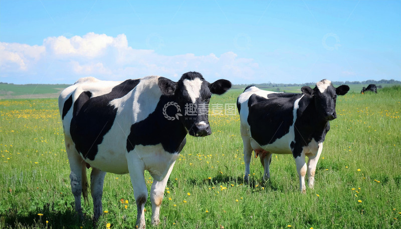 高清大图下载【趣麦麦图】奶牛的自然融合之美
