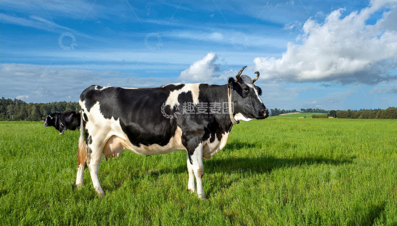 高清大图下载【趣麦麦图】奶牛的山林边的恬静