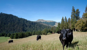 黑牛的牧场时光