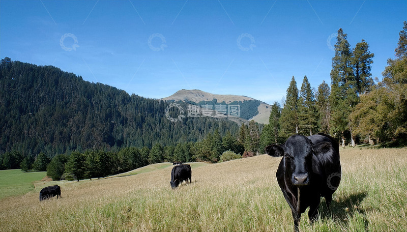 黑牛的牧场时光