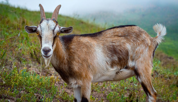 羊的牧场时光剪影