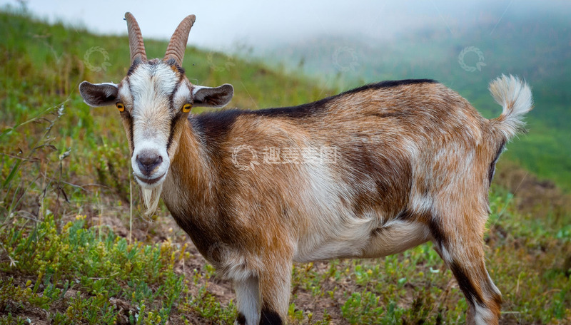 高清大图下载【趣麦麦图】羊的牧场时光剪影