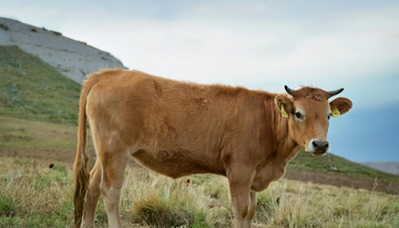 黄牛在绿色草原