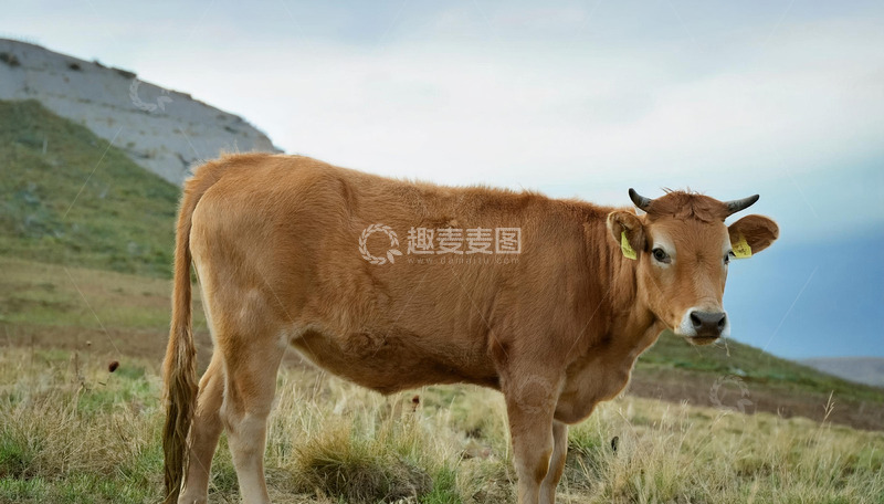 高清大图下载【趣麦麦图】黄牛在绿色草原