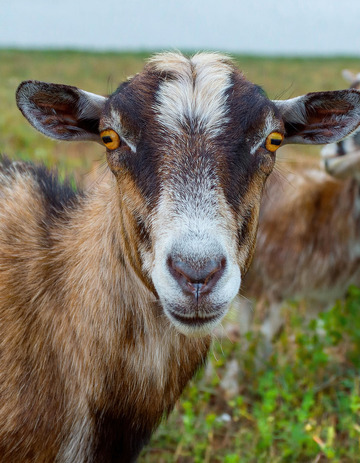羊的草地惬意时刻1