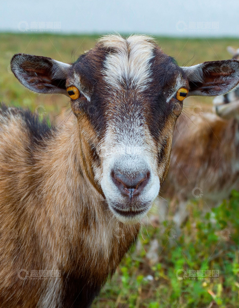 高清大图下载【趣麦麦图】羊的草地惬意时刻1