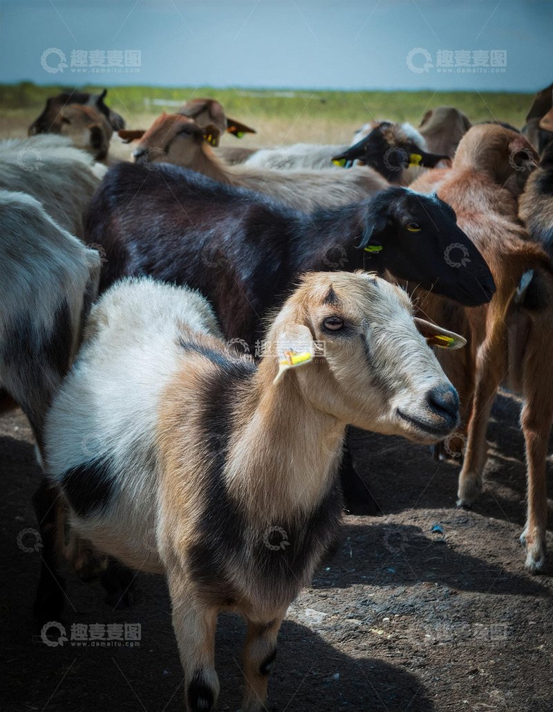 高清大图下载【趣麦麦图】羊的田园牧场画卷