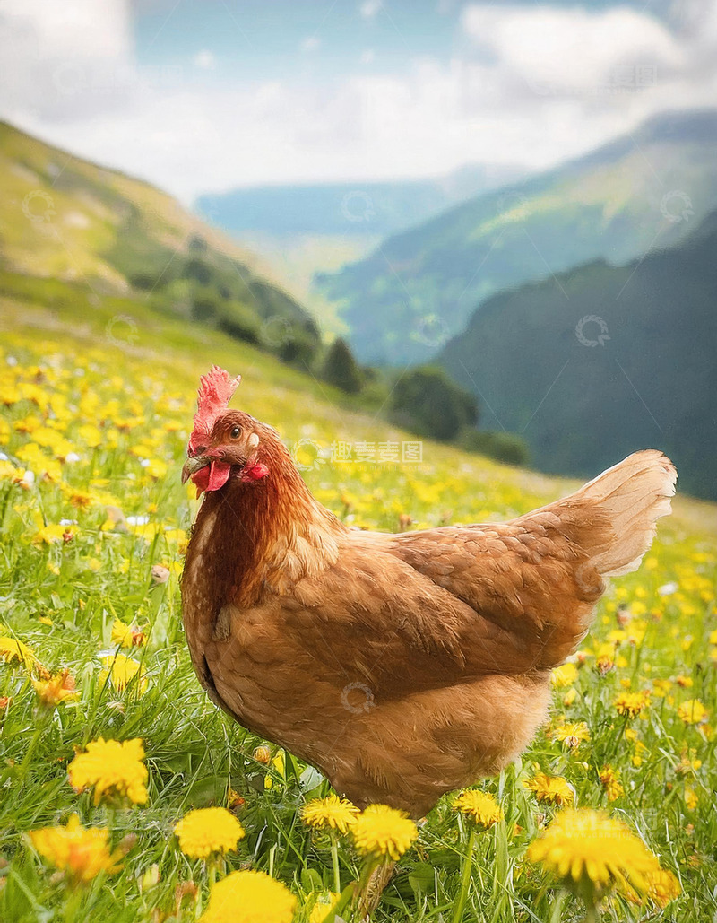 高清大图下载【趣麦麦图】鸡的牧场风情