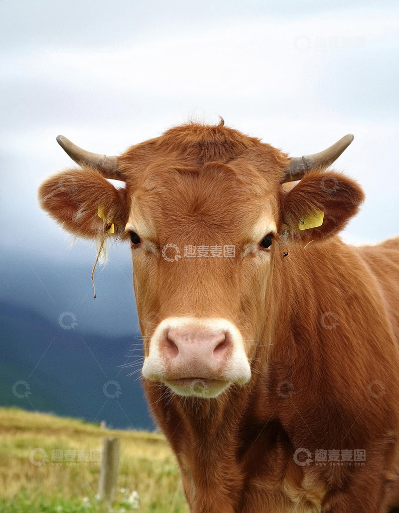 高清大图下载【趣麦麦图】黄牛与山林的美丽邂逅