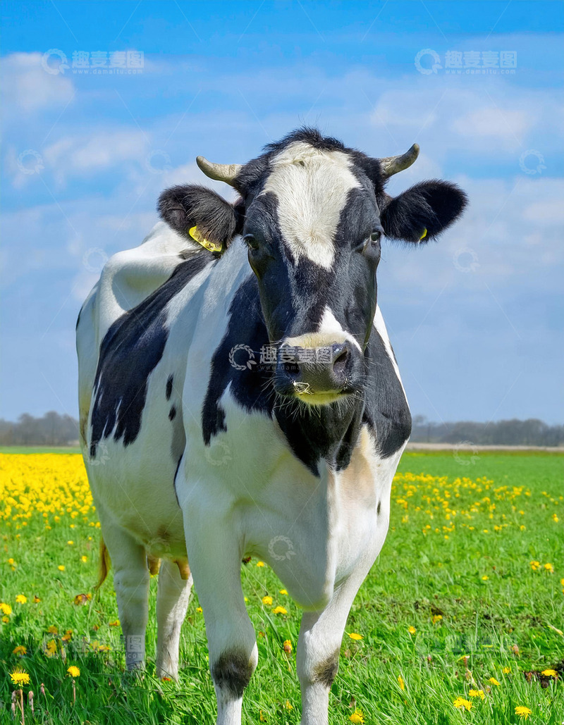 高清大图下载【趣麦麦图】奶牛的自然之美探寻