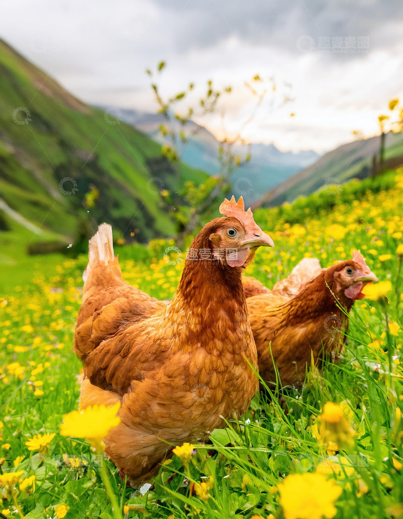 高清大图下载【趣麦麦图】山林下鸡儿的和谐共处1
