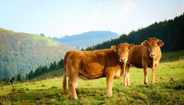 黄牛与山林的宁静氛围